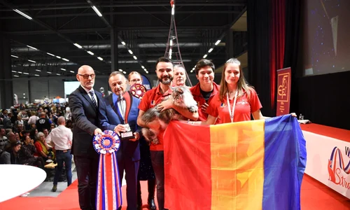 Motanul Panco’s Elros (4) jpeg