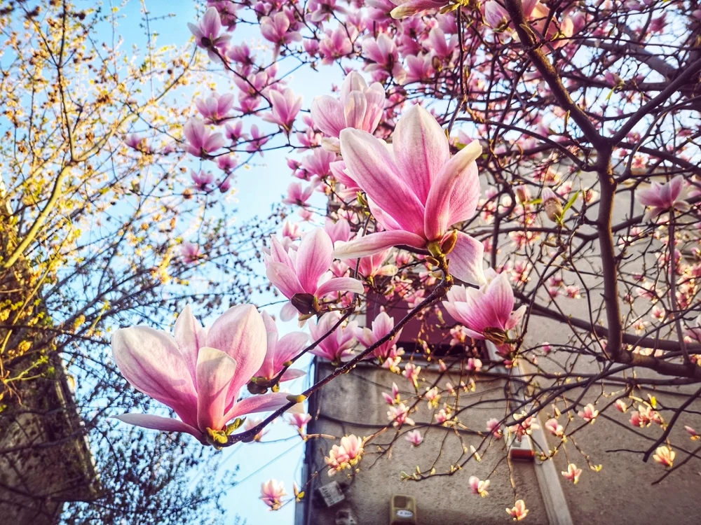 Magnolii - sursă Diana Robu 5