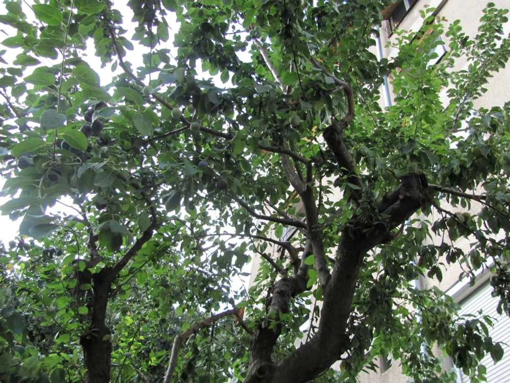 Corcoduş cu mai multe feluri de fructe
