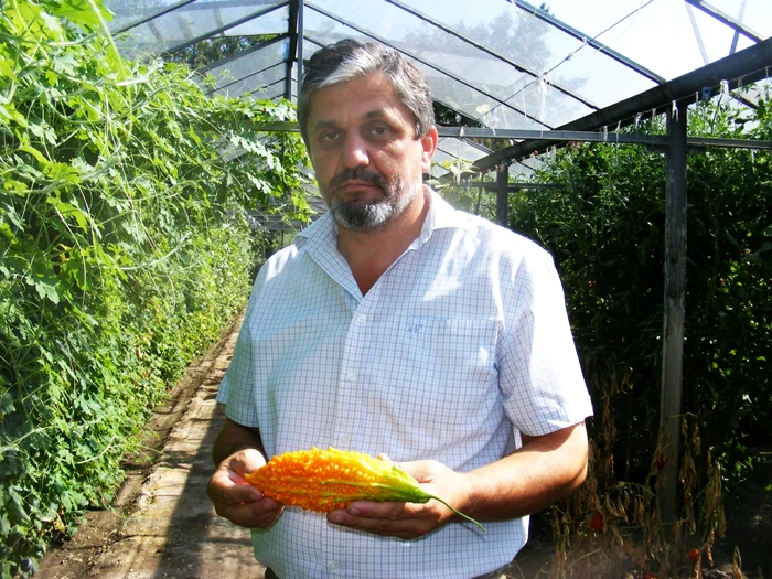 castravete mexican aclimatizat de inginer costel vanatoru