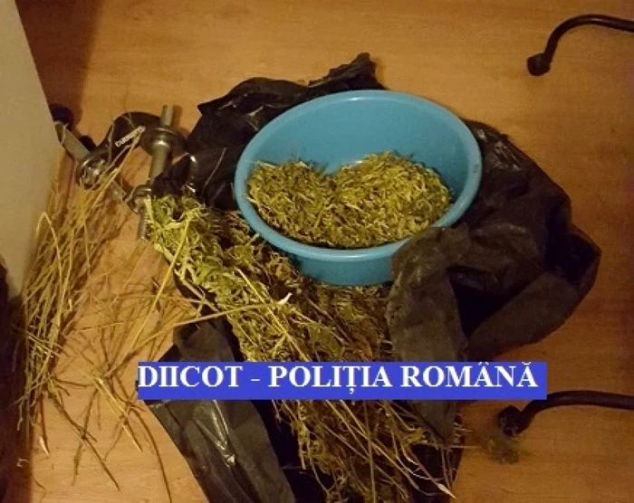 Cannabis cultivat în Maramureş Foto: DIICOT
