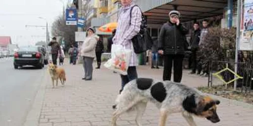 Primăria nu mai deţine niciun adăpost pentru câinii fără stăpân foto: arhivă 