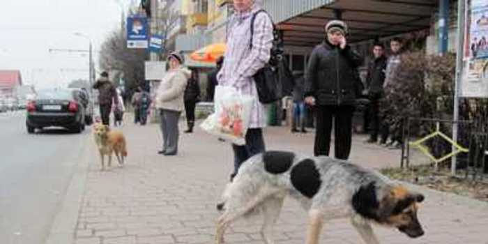 Primăria nu mai deţine niciun adăpost pentru câinii fără stăpân foto: arhivă 