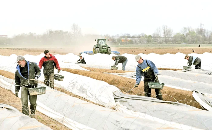 Oamenii muncesc la câmp pentru 10 euro pe oră