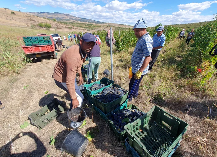 Adunați în lădițe, strugurii vor fi transportați către locul în care vor fi zdrobiți