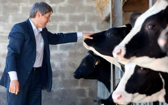 Comisarul român Dacian Cioloş în vizită la o fermă belgiană din Braine l