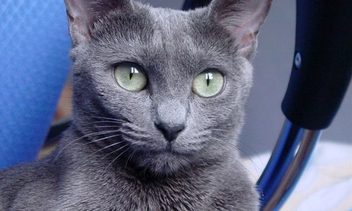 1 67003 original jpg jpeg