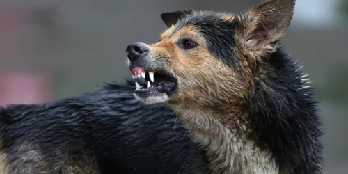 Băiețelul a fost muşcat de câinele din curtea casei