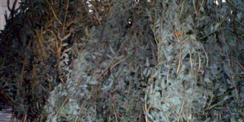 Brazii au fost confiscaţi. Foto: Ana Maria Cadiş