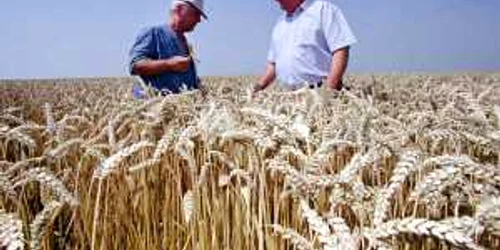 Olandezii au pus grâu pe jumătate din suprafaţă