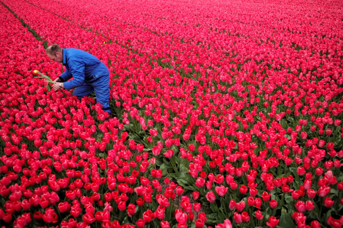 
    Olanda, țara lalelelor, are nevoie de culegători de floriFoto: jurnalemigrant.com  