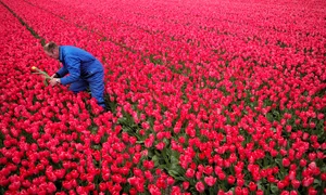 culagatori de lalele in olanda jpeg