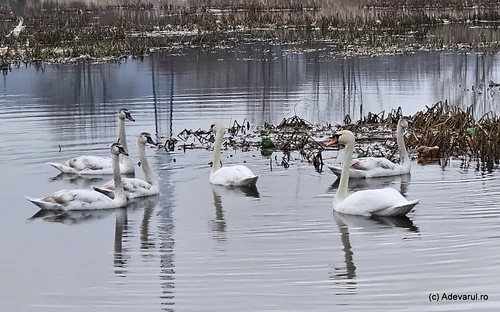 Lacul lebedelor de pe Râul Strei Foto Daniel Guță (63) jpg
