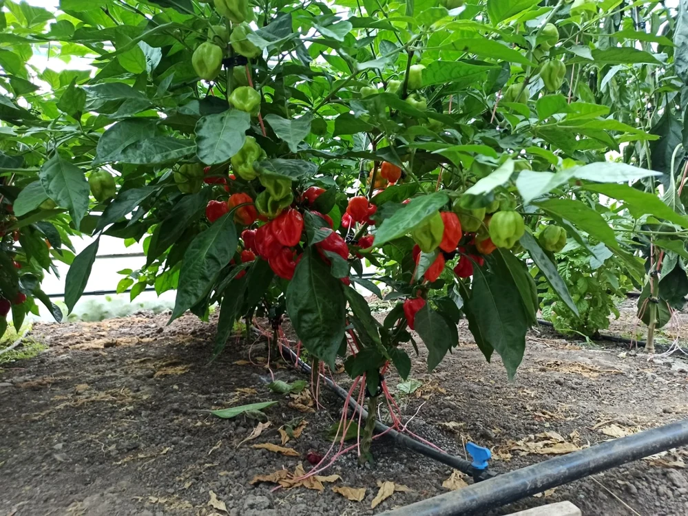 agricultor alba 