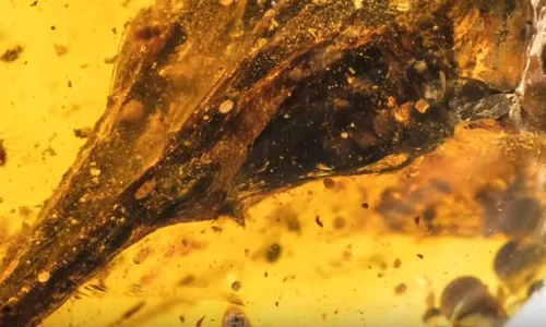 A fost descoperit cel mai mic dinozaur din lume/ VIDEO jpeg