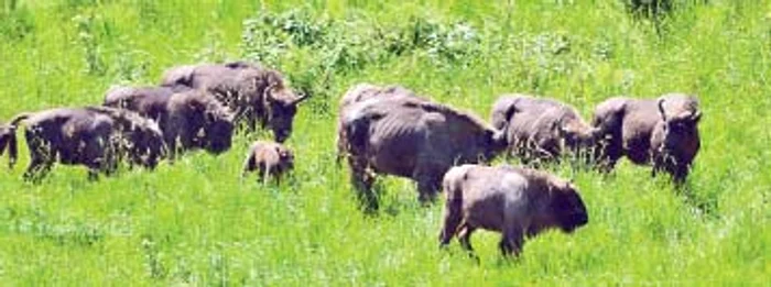 Zimbrii din Munții Țarcu, atenți la unul dintre viței