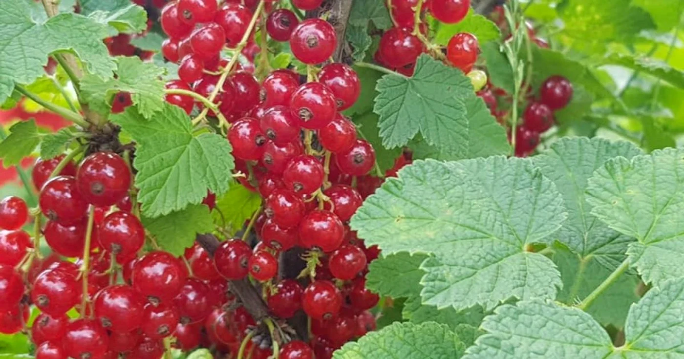 producator local fructe de padure suceava 