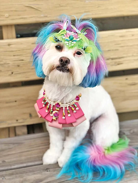 Dacă zici ceva de freza mea te muşc!