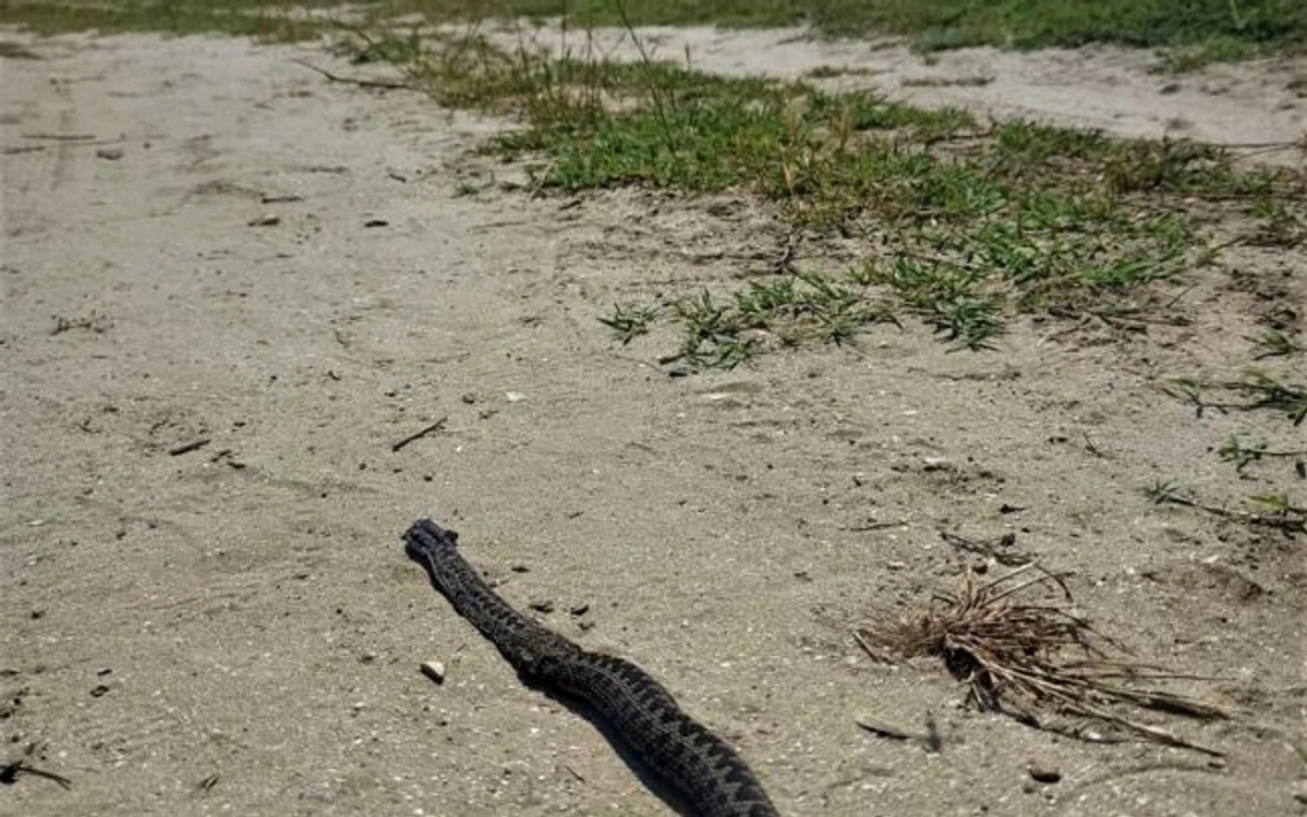 
    Vipera de stepă este un şarpe veninos de mărime mijlocie. Foto: adevarul.ro  