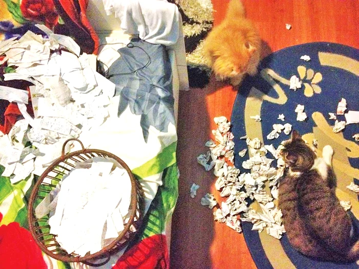 Pisicile lui Trăistariu şi-au  făcut de lucru cu hârtiile