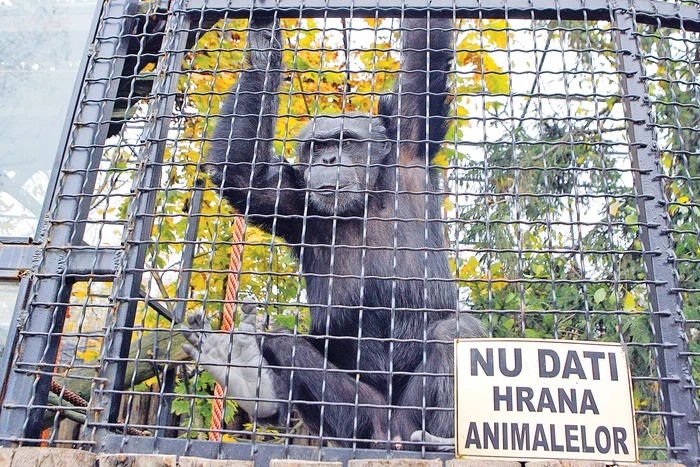 
    Felix era singur de  mulţi ani. Părinţii au murit pe când el era mic, iar sora lui, Felicia, a sfârşit acum şapte ani, bătută de el Foto: Roberto Sălceanu  