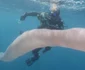 Pyrosome - uluitoarele creaturi marine cunoscute drept „unicornii mării” Foto YouTube