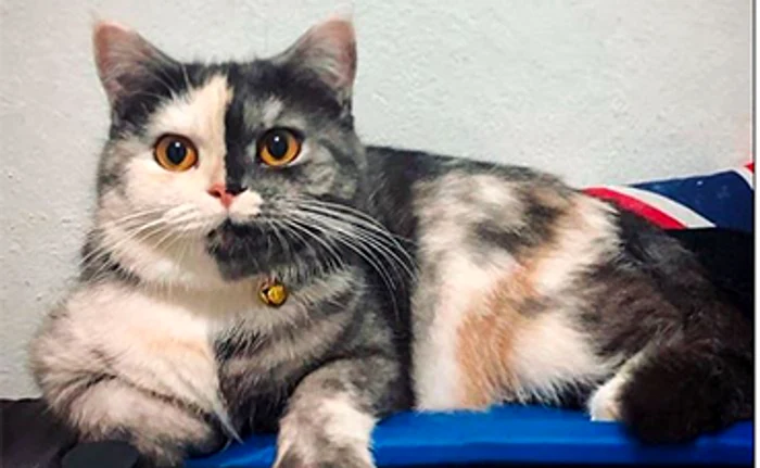 
    Cat are jumătate de faţă gri şi jumătate albă  