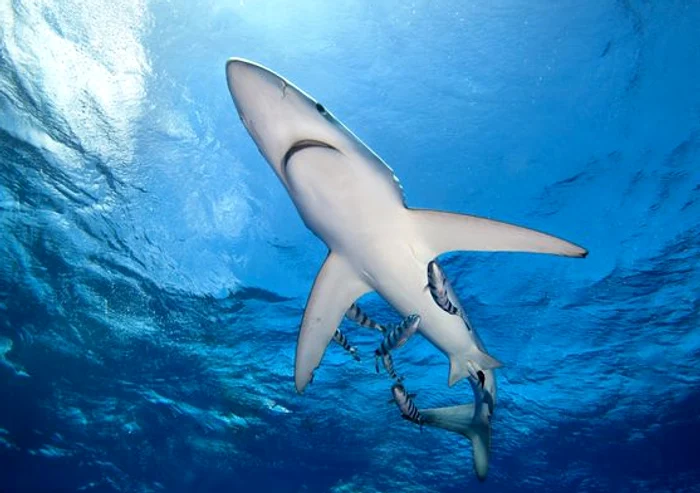 Fata a fost dusă de urgență la spital Foto: Mirror