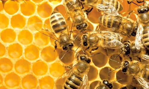 1 48176 original jpg jpeg