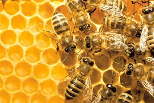 1 48176 original jpg jpeg