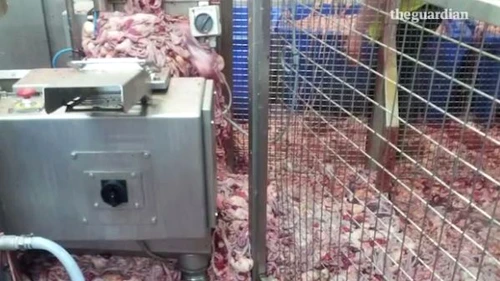 Condiţiile în care este ţinută carnea de pui din abatoare sunt de nedescris