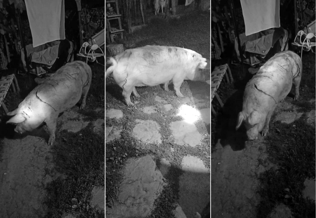 Porcul din Dângeşti - Berislăveşti judeţul Vâlcea care a scăpat din ghearele unui urs Foto colaj IJJ Vâlcea