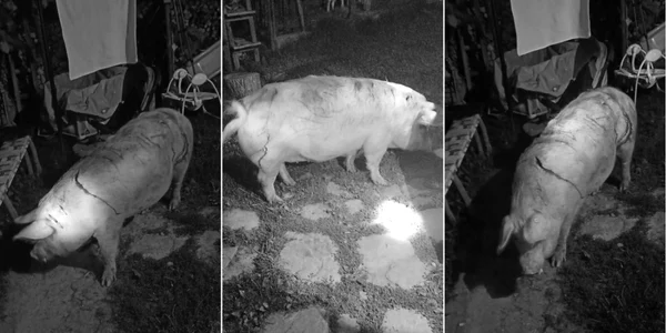 Porcul din Dângeşti - Berislăveşti judeţul Vâlcea care a scăpat din ghearele unui urs Foto colaj IJJ Vâlcea
