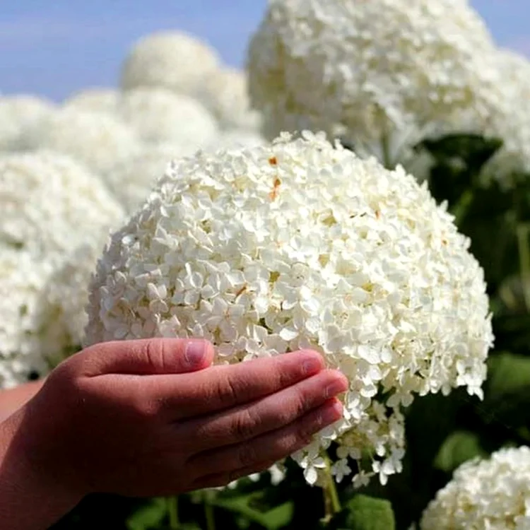 Hortensie albă Annabelle cu inflorescențe globulare