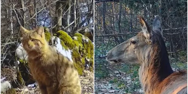 animale apuseni