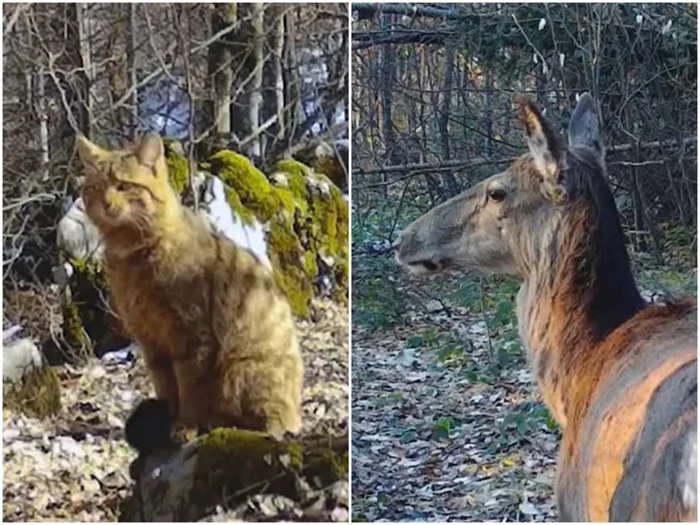 Pisica sălbatică şi ciuta, două animale specifice zonei montane. Foto: Parcul Natural Apuseni