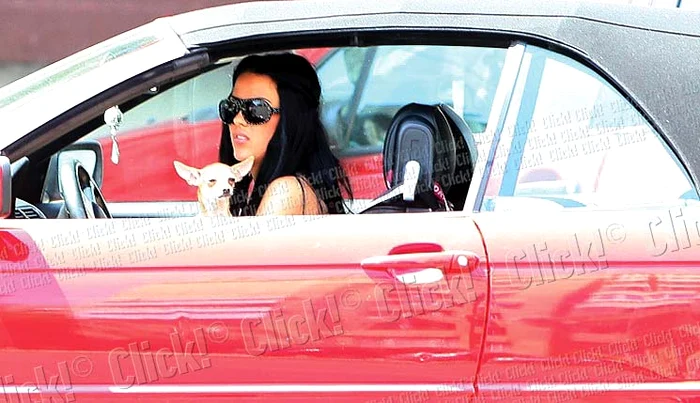 Şi Crudu conduce cu chihuahua lângă ea!