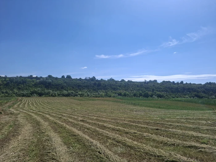 Fanete întinse