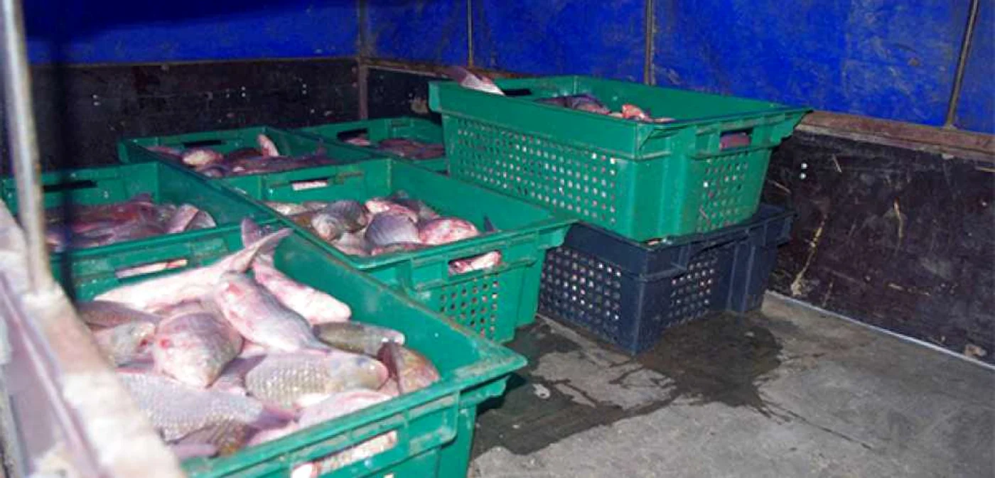 Bărbatul transporta 300 de kilograme de peşte FOTO: ipn.md