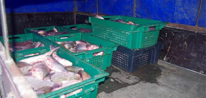 Bărbatul transporta 300 de kilograme de peşte FOTO: ipn.md