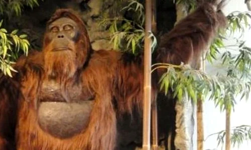 Maimuţa Gigantopithecus a preferat extincţia în detrimentul adaptării jpeg