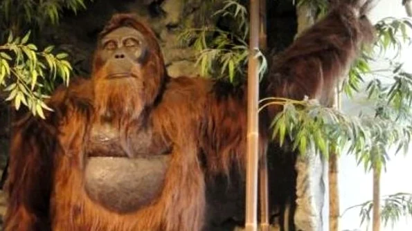 Maimuţa Gigantopithecus a preferat extincţia în detrimentul adaptării jpeg