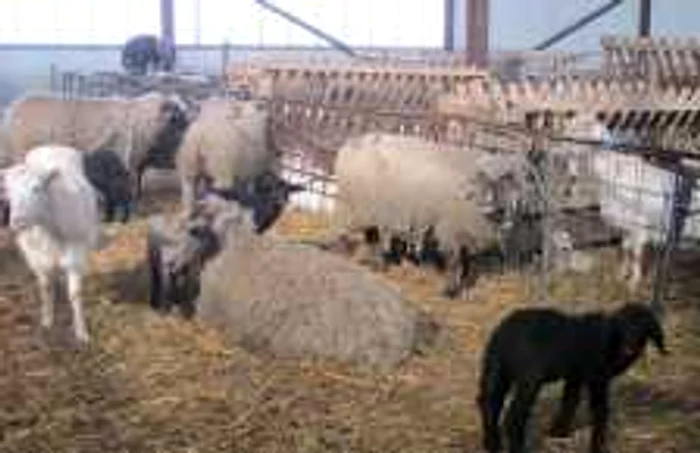 Carnea de miel cumpărată direct din gospodăriile ţărăneşti, mai ieftină decât cea vândut în pieţe
