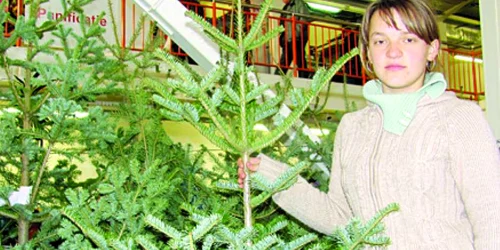 Primii brazi de Cărciun