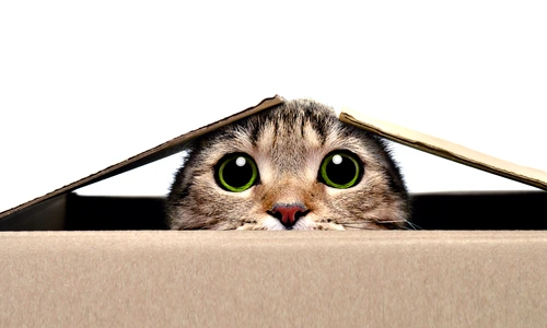 1 thumbnail jpg jpeg