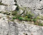 Laleaua galbenă de Cazane planta unică din Clisura Dunării Foto Balázs Molnár Facebook