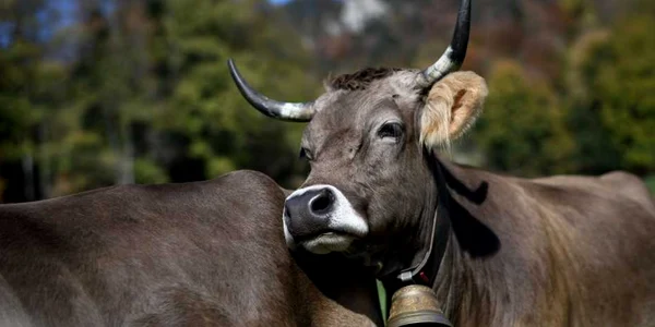 Bovine Foto Adevărul