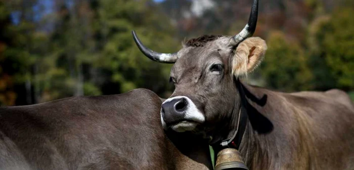 Bovine Foto Adevărul