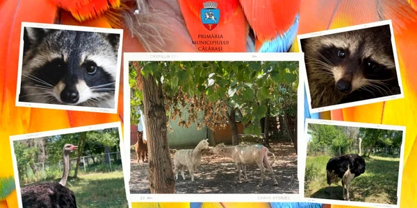 calarasi animale noi la ZOO FOTO Complex de Agrement Zoo Calarasi