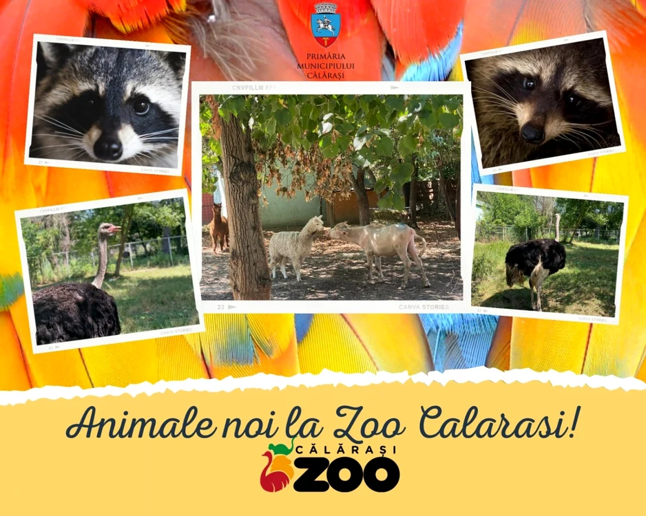 O familie de ratoni, încă un struţ şi un bilvol alb au ajuns la Călăraşi FOTO Complex de Agrement ZOO Călăraşi